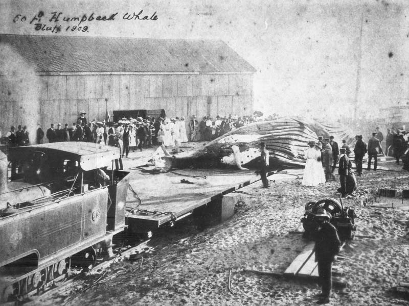 Bluff Old Whaling Station – One of South Africa’s Largest Historic Whaling Sites